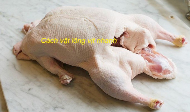 cach-lam-sach-long-vit2